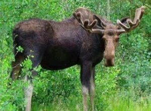 North Conway NH Moose Tours -