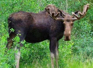 moose tours in north conway nh