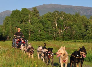 Summer dog sledding at Muddy Paw Sled Dog Kennel in Jefferson NH