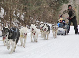 Dog sledrides at Muddy Paw Sled Dog Kennel in Jefferson NH