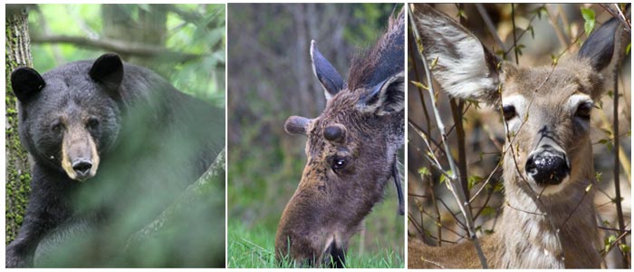 North Conway NH area wildlife