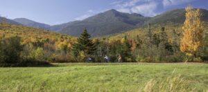 white mountain foliage