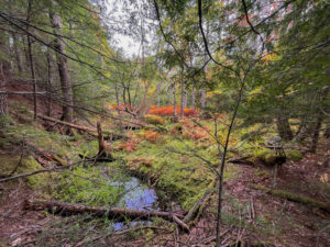 north conway fall foliage