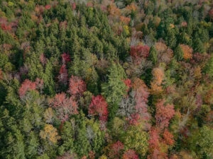 kancamagus fall foliage