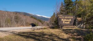 spring White Mountains