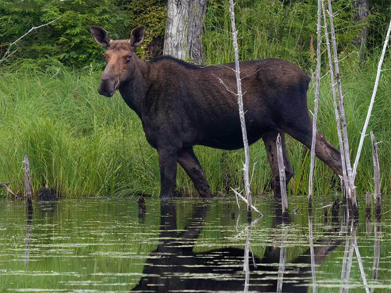 north conway moose
