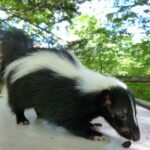 Live Animal Presentation with a Naturalist at Lost River Gorge & Boulder Caves