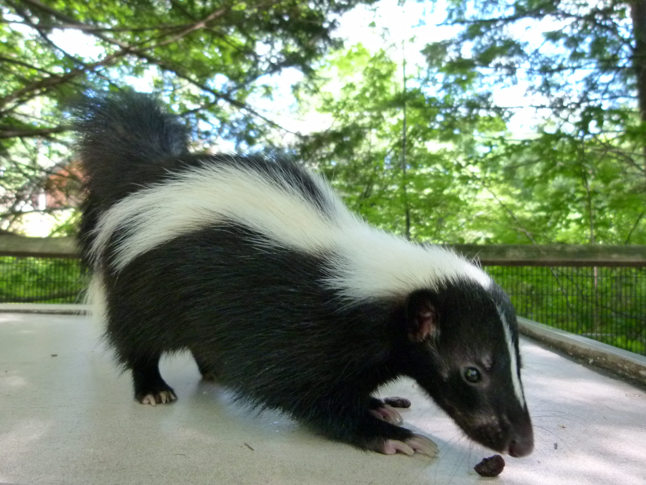 Live Animal Presentation with a Naturalist at Lost River Gorge & Boulder Caves