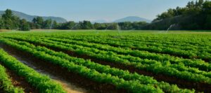 local food and farms