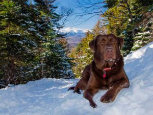 dog supplies north conway